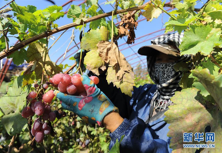 （寧夏60年）（4）寧夏中衛：科學治沙顯成效