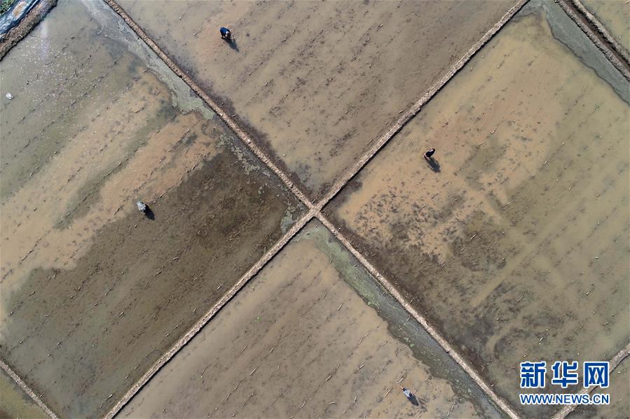 （經濟）（5）夏日種藕正當時